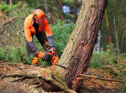 Best Hazardous Tree Removal  in Parkers Prairie, MN