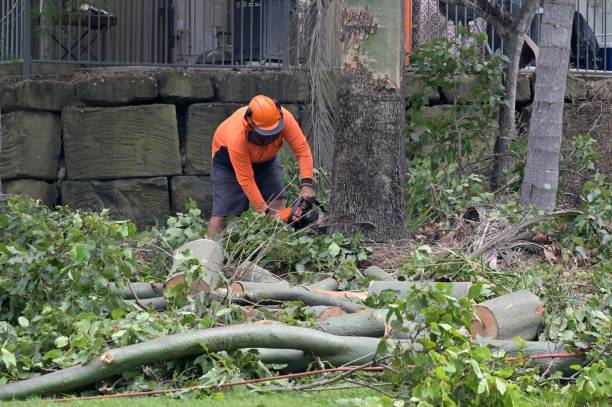 Best Tree Risk Assessment  in Parkers Prairie, MN